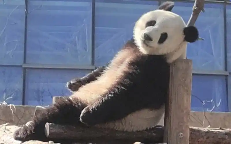 【大熊猫萌萌】大美萌今早一出门就来冲澡玩水了