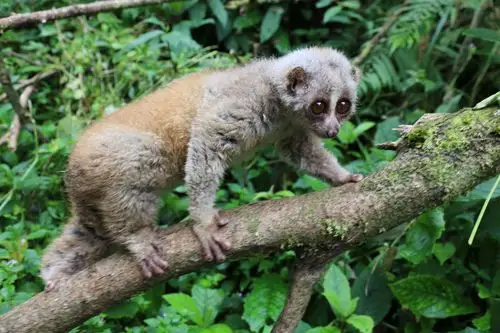 黑熊是一种森林性野生动物,活动范围较大,对自然生态环境质量要求高