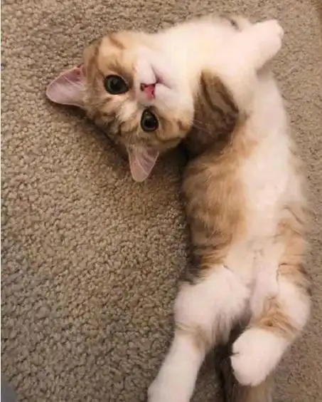 猫咪在地上打滚撒娇,可不仅仅是卖萌这么简单哦!