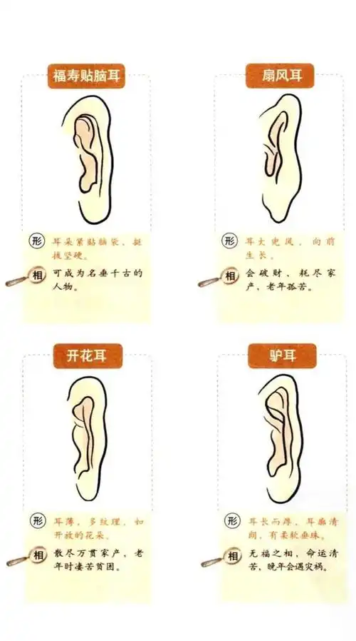 土耳一生福气贵——耳孔长毛阳寿命高