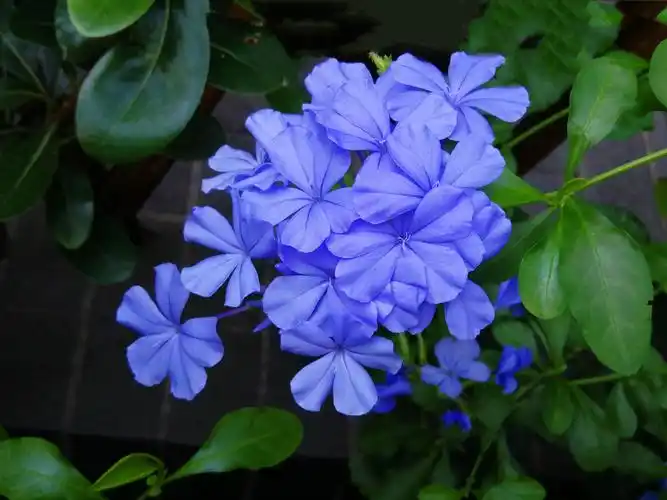 蓝花矶松,蓝雪丹,蓝茉莉,是一种常绿的柔弱半灌木,白花丹科 ,白花丹属