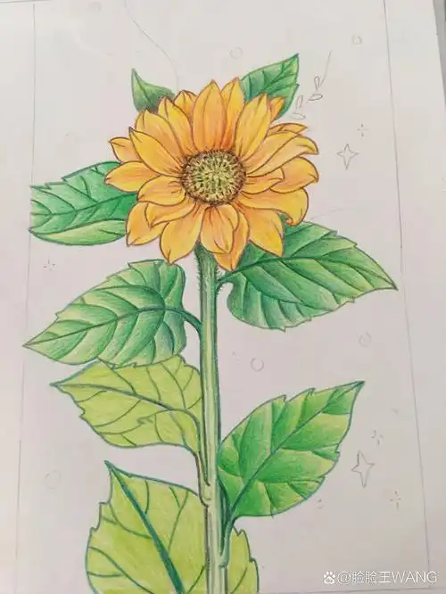 彩铅画初学者-向日葵97  临摹了 的线描画 按自己心想的上色,简单的