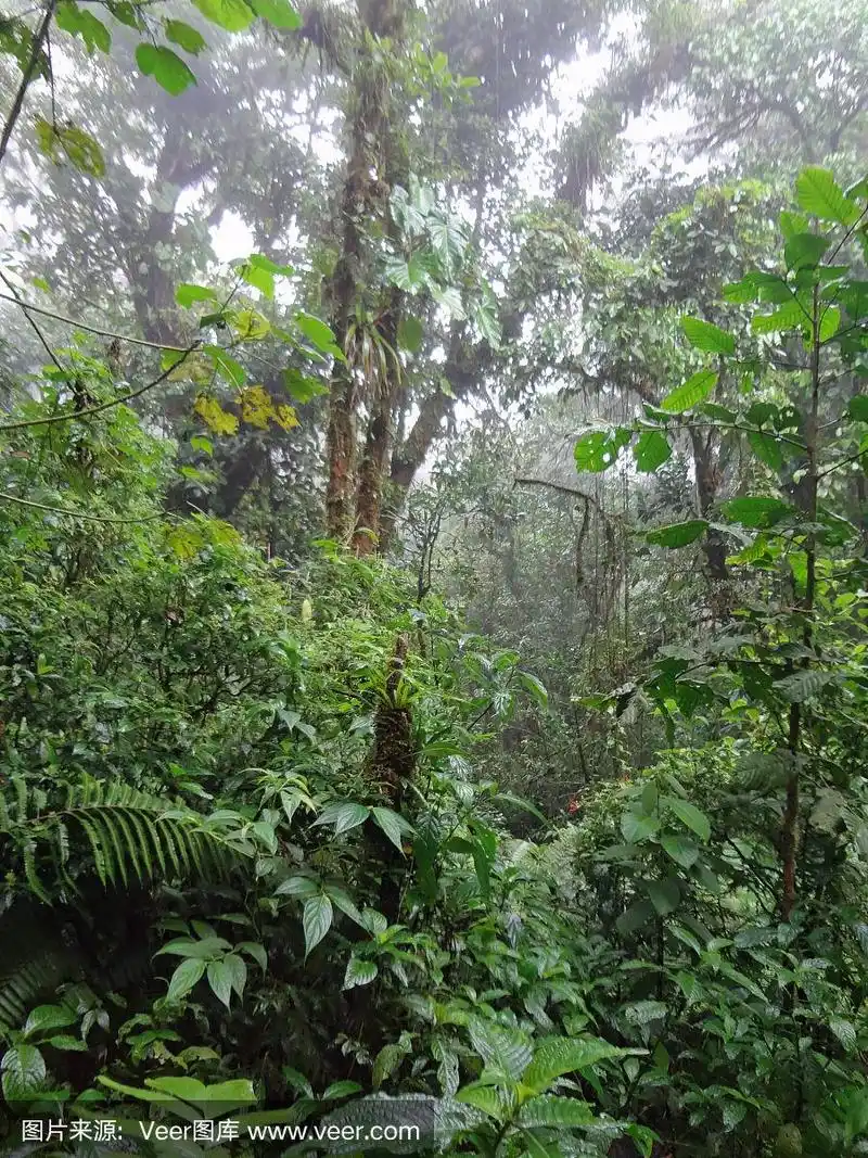哥斯达黎加雨林