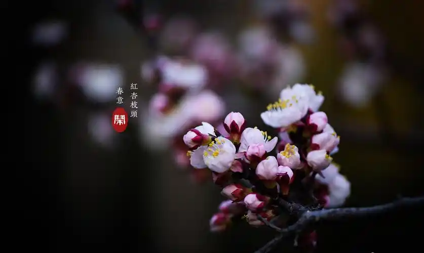 随笔61杏花疏影首发