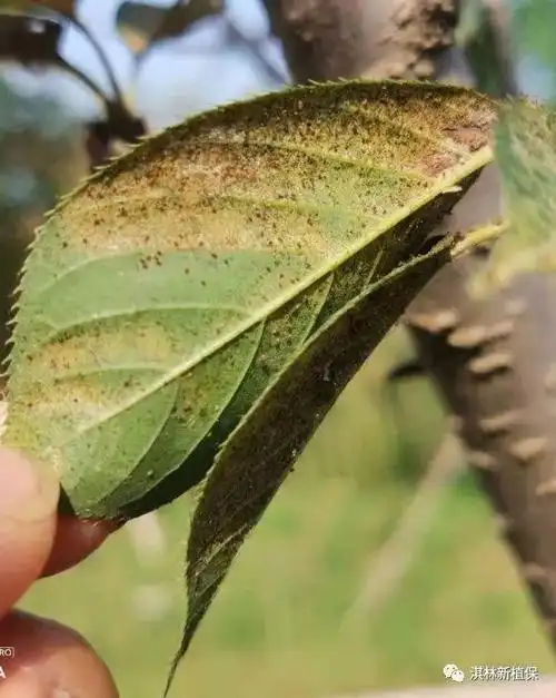 红蜘蛛的危害及防治技巧!