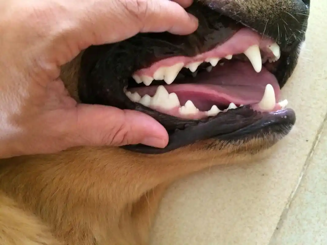 有能看得出狗狗年龄的吗,有牙齿的相片