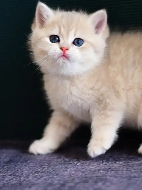 小奶猫萌萌的样子是谁都无法拒绝的