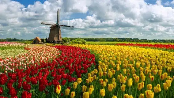 郁金香花海里的大风车