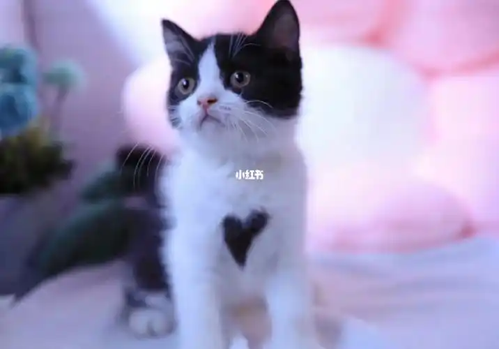 南昌猫咪  #英短三花  #英短蓝猫  #英短蓝白  #奶牛猫  #南昌裂