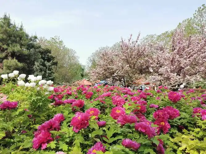 静报花语丨花开花落二十日洛阳市区牡丹观赏园已入盛花期