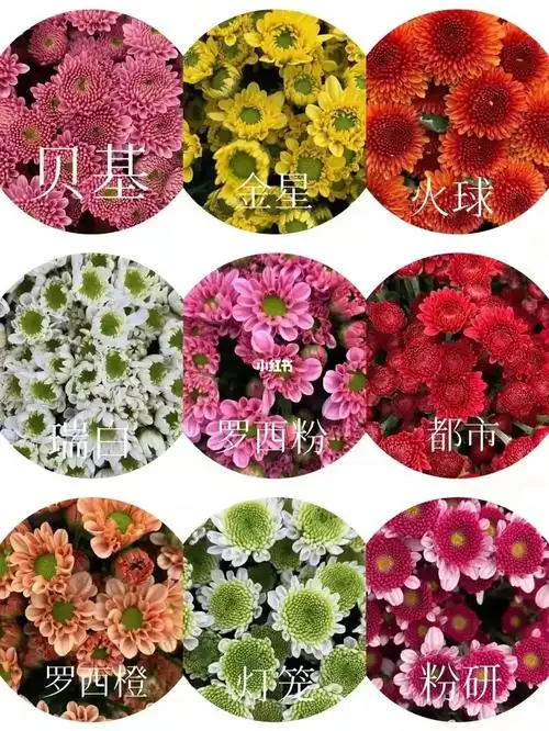 每个品种的小雏菊都会有一个好听的名字