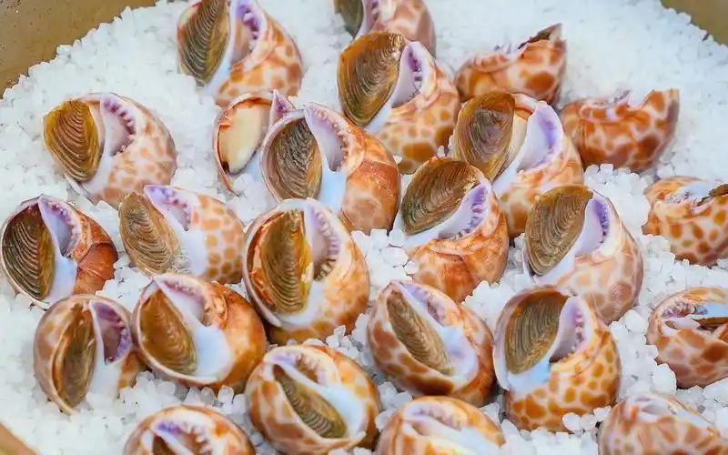 花螺最好吃的做法就是盐焗了,口感更好更鲜甜,而且还吃不到腥味