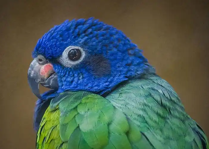 蓝头鹦哥哥斯达黎加亚种(学名:pionus menstruus rubrigularis)是鹦鹉