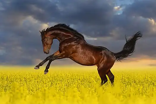 湾,种马,跳跃,地点,漂亮,马,跑,菜籽