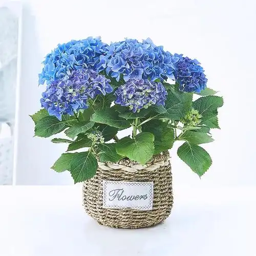 绣球花盆栽(小) 蓝色 粉色