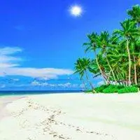 微信头像椰子树自然风景点击鼠标右键下载