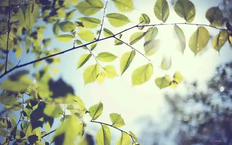 唯美自然风光小清新绿色树叶护眼桌面壁纸第二辑