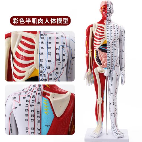 凯哈医疗 85cm高清中医针灸穴位模型图教学全身家用十二经络人体解剖