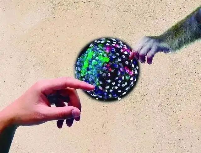 世界首例人猴嵌合体在昆明存活19天为何惹争议