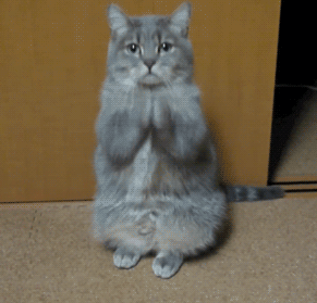 这是招财的猫,不停地为你祈祷,愿你财源滚滚! 哈哈.