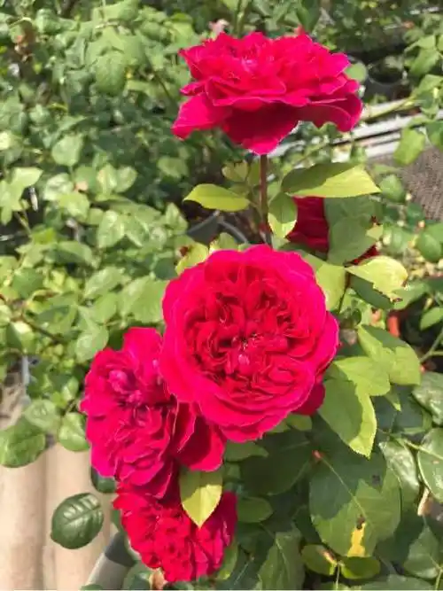 皇家胭脂又美又香的月季阳台养一棵四季有花看花香飘满堂