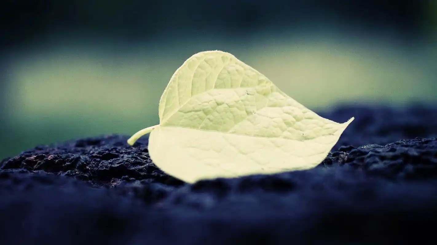 高清微距摄影图片电脑桌面壁纸高清大图预览1920x1080_植物壁纸下载