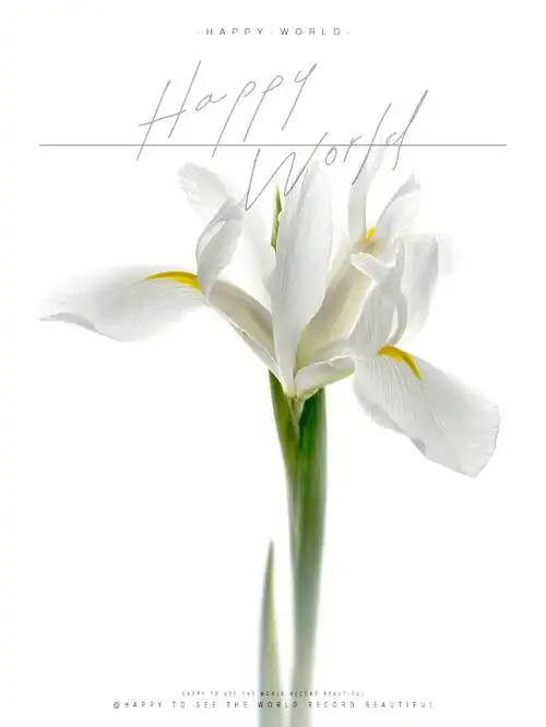 白色鸢尾开出来好大一朵,花瓣薄如蝉翼,仙得不要不要的……太爱78