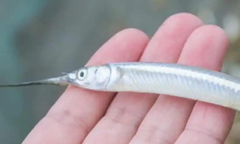云南湖泊现银色怪鱼嘴尖形长如拇指般细