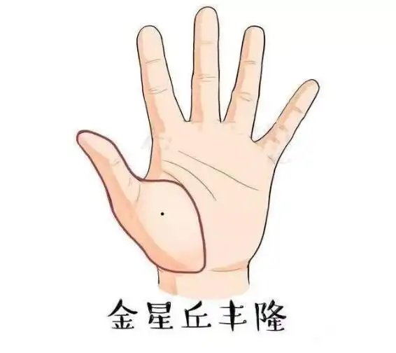 金星丘有吉痣 金星丘是在大拇指下方的位置,金星丘较为发达的人