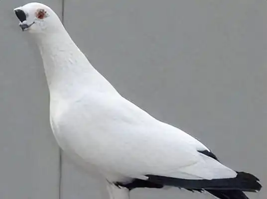 铁翅,俄罗斯国鸟,产自我国