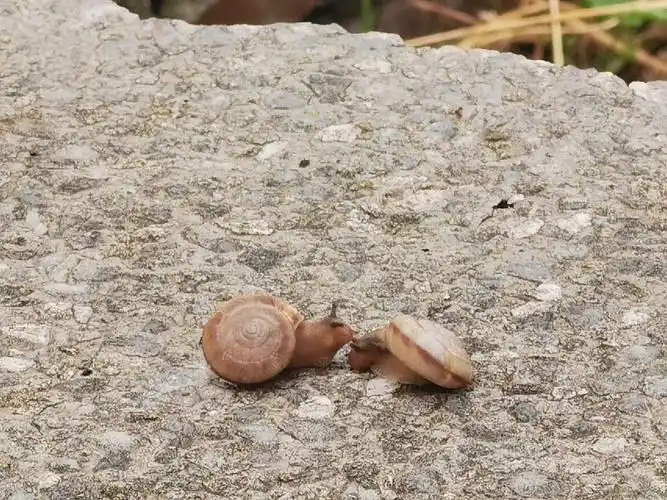 p1是背书的突然看到两只蜗牛在亲亲p2发了朋友圈p3补一张亲亲照p4是