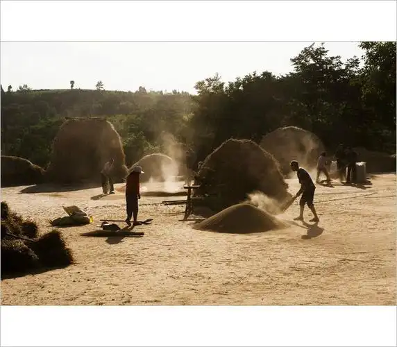 小时候农村收麦子的场景看了别哭