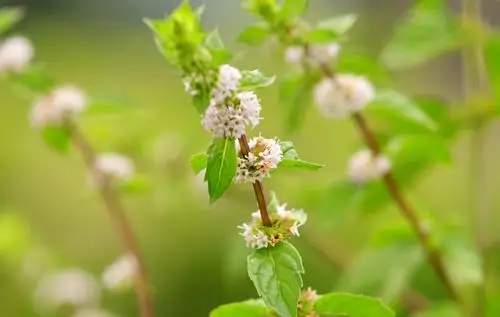 八月始见薄荷花