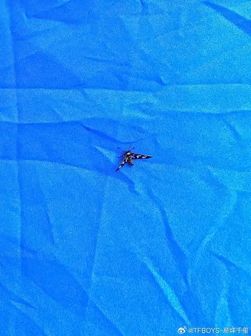 易烊千玺也去看了坚如磐石#我宣布,易烊千玺是全世界最会用标点符排