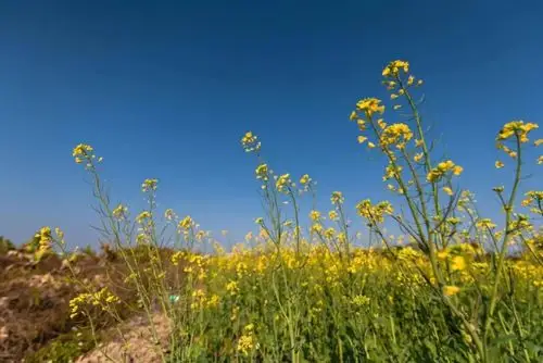 漂亮春节澄海这些地方的花海刷爆朋友圈