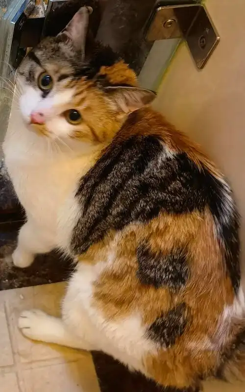 1岁土猫母找领养