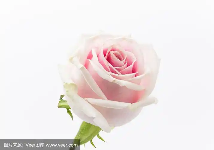 白玫瑰和粉玫瑰