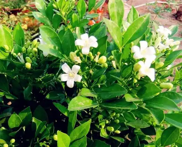 新品九里香七里香花树苗植物室内盆栽带花四季浓香驱蚊虫绿.