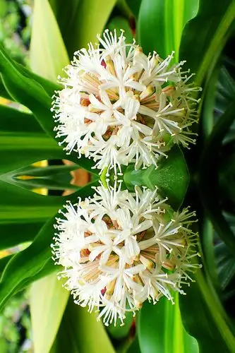 巴西木开花香满堂