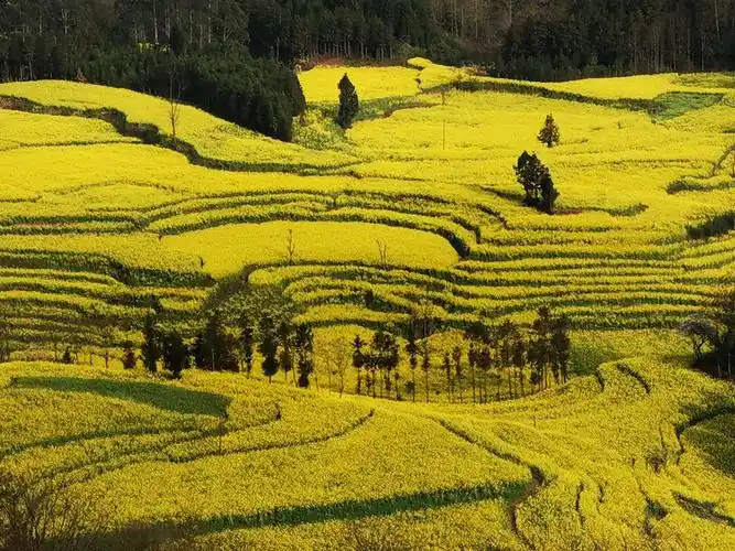 中国最美花海——罗平油菜花