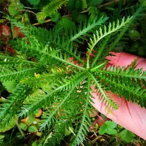 蓍草一支蒿飞天蜈蚣庭院楼顶阳台窗台养生泡茶泡酒农家中药材盆栽