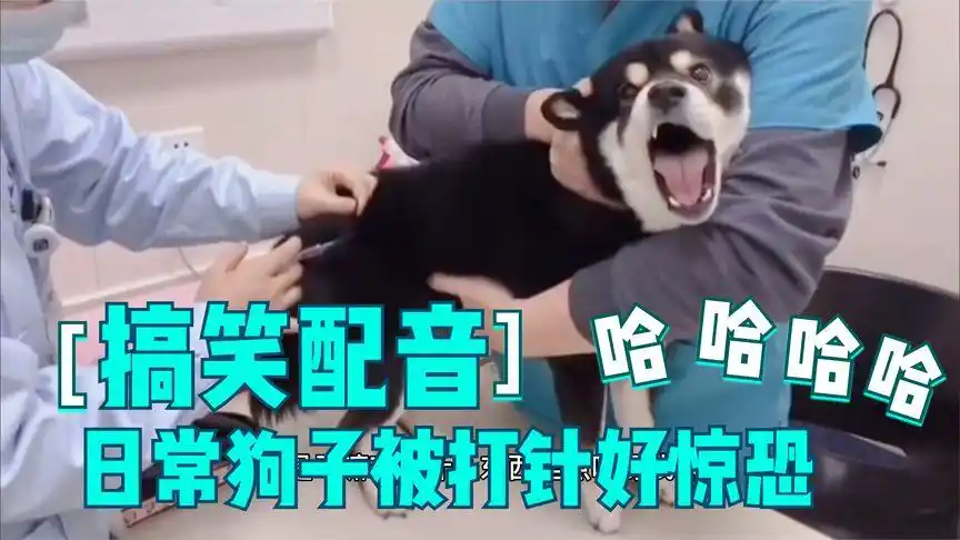 【搞笑配音】日常配音视频,狗子被打针惊恐叫