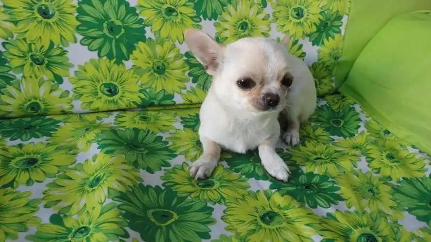 超萌的可爱狗狗