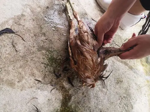 拔毛,是个精细的过程,粗的细的都要拔干净.