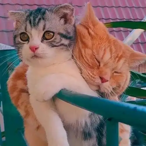 文案适合在朋友圈晒猫撸猫发的句子