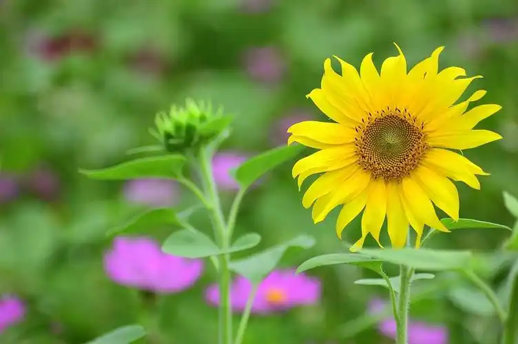 大自然,植物,花