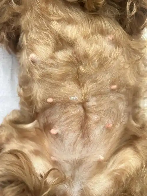 泰迪怀孕第37天啦