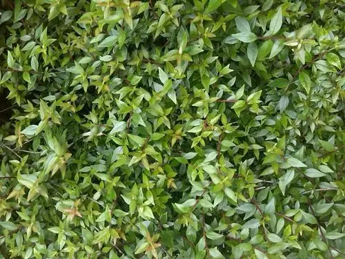 这种小灌木叫什么?