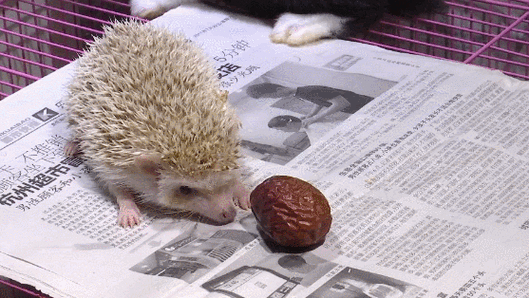 刺猬真的喜欢吃枣?特