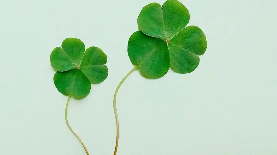 希望四叶草带来好运的图片,植物-回车桌面